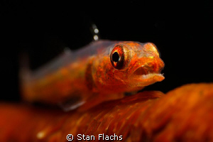 Goby showing teeth by Stan Flachs 